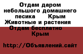 Отдам даром небольшого домашнего песика. 7 - Крым Животные и растения » Отдам бесплатно   . Крым